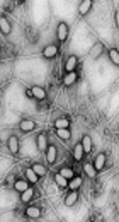 Microsatellite Diversity and Complexity in Eighteen Staphylococcus Phage Genomes
